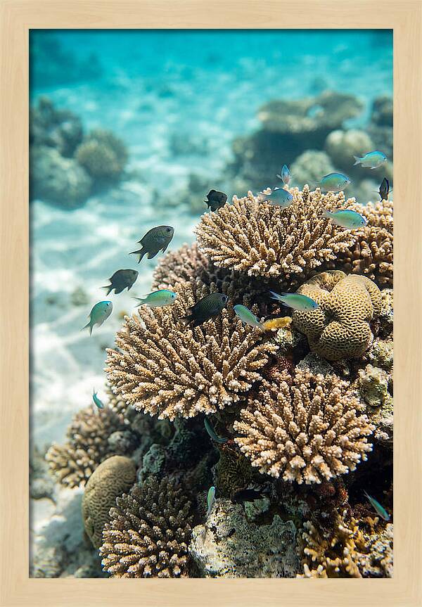 Fiji Coral Reef Serenity