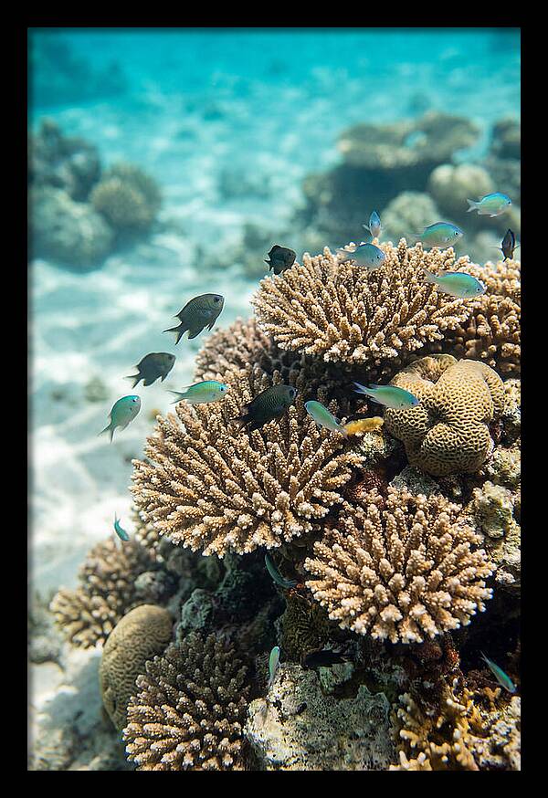 Fiji Coral Reef Serenity