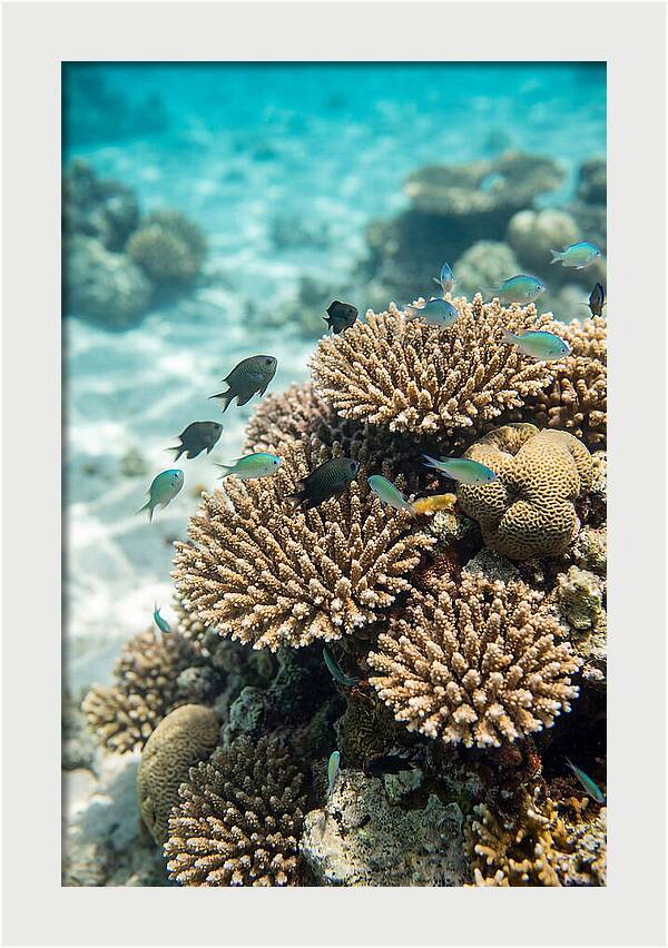 Fiji Coral Reef Serenity