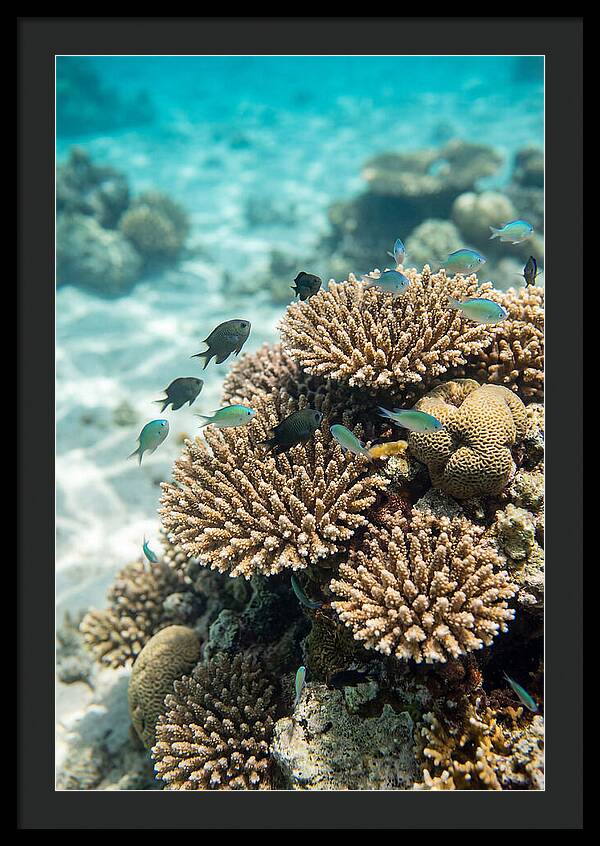 Fiji Coral Reef Serenity