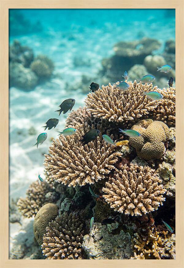 Fiji Coral Reef Serenity