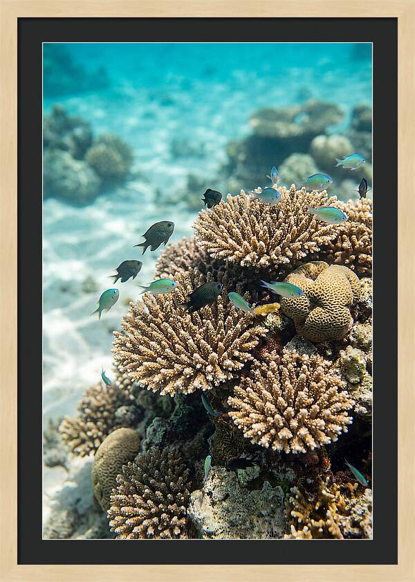 Fiji Coral Reef Serenity
