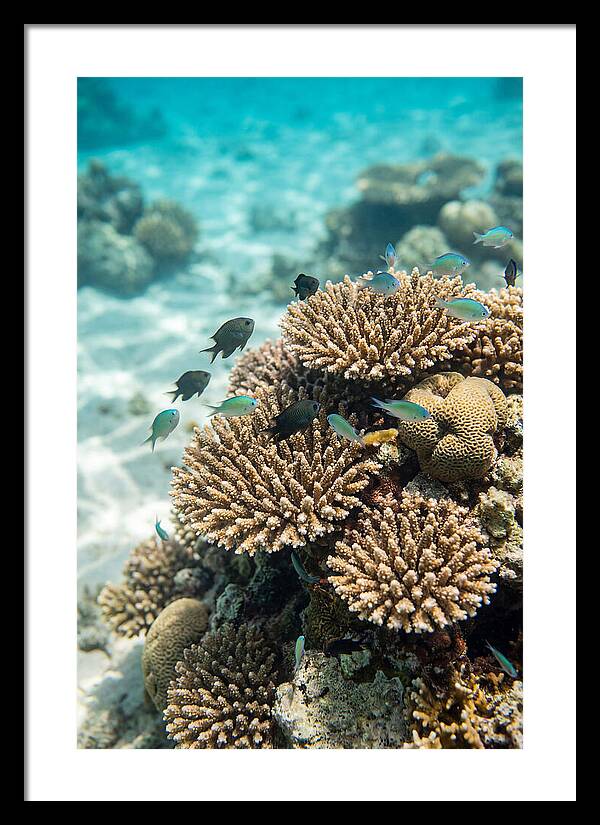 Fiji Coral Reef Serenity