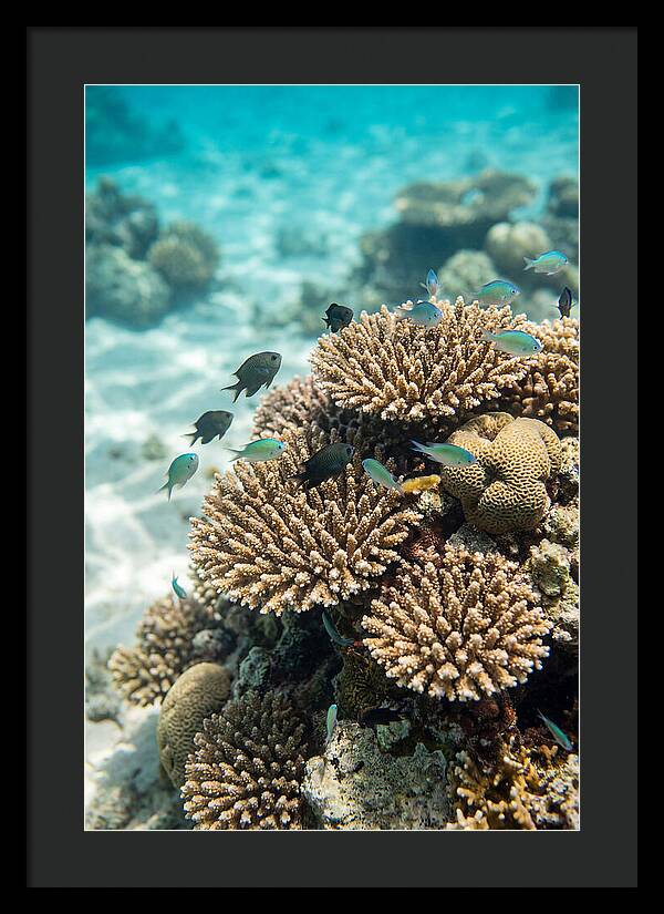 Fiji Coral Reef Serenity