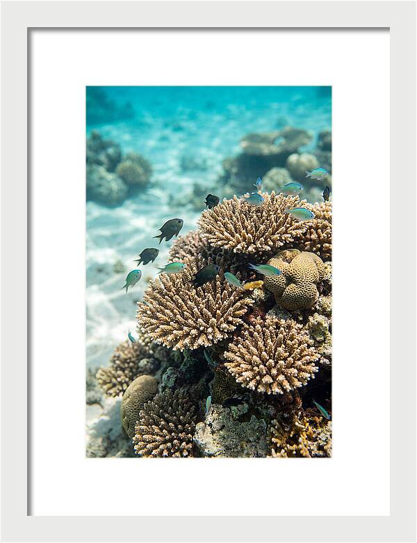 Fiji Coral Reef Serenity