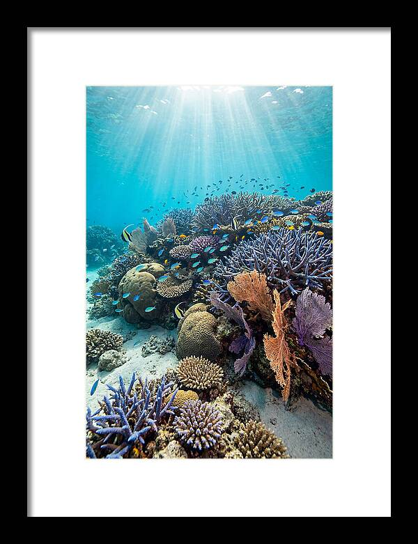 Fijian Coral Reef Serenity