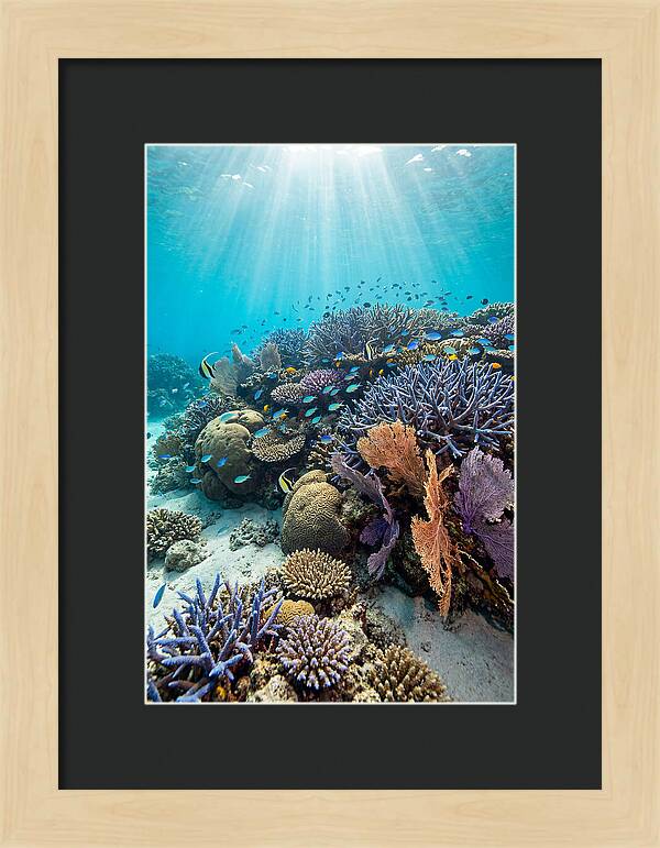 Fijian Coral Reef Serenity