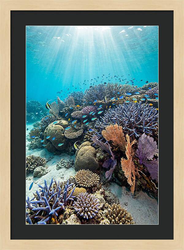 Fijian Coral Reef Serenity