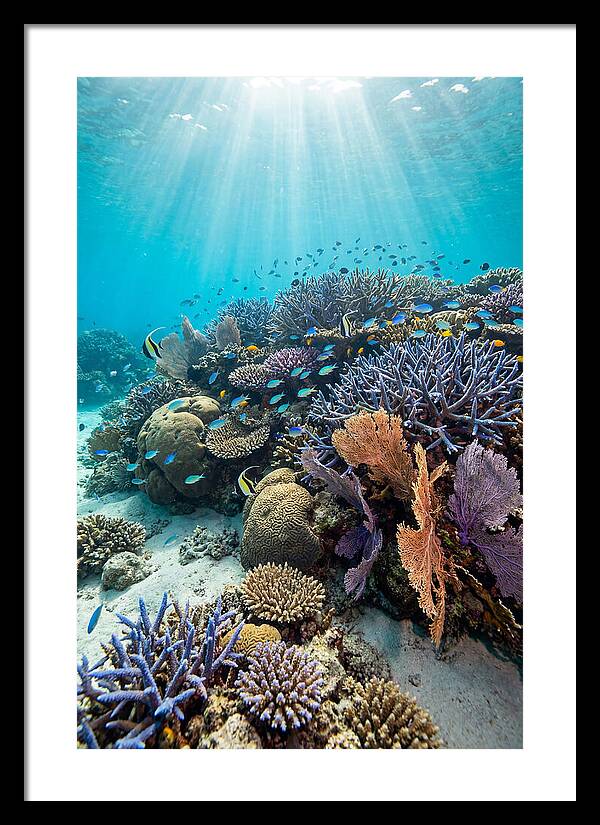 Fijian Coral Reef Serenity