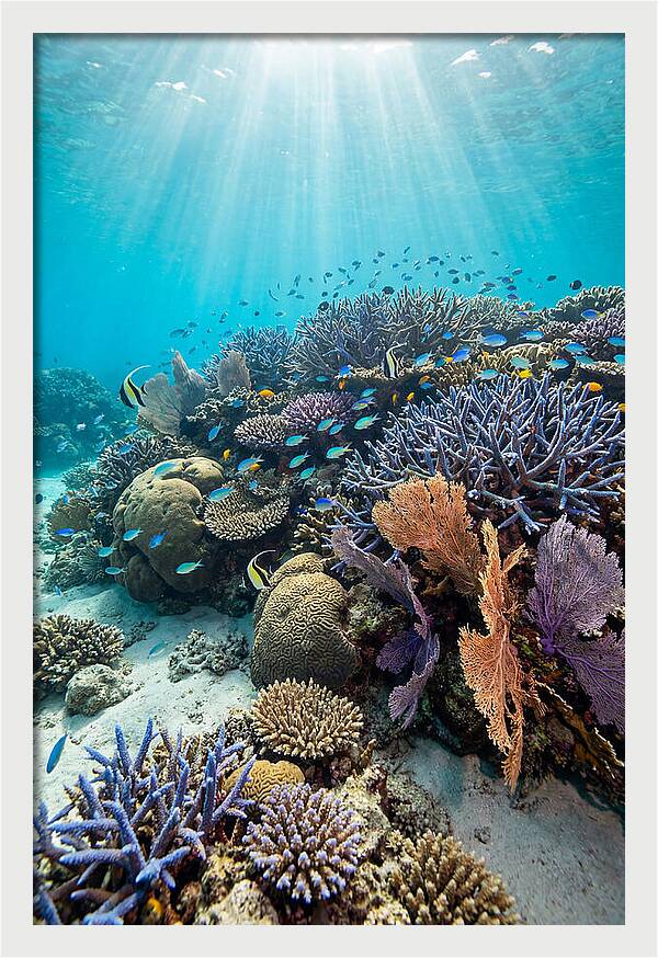 Fijian Coral Reef Serenity