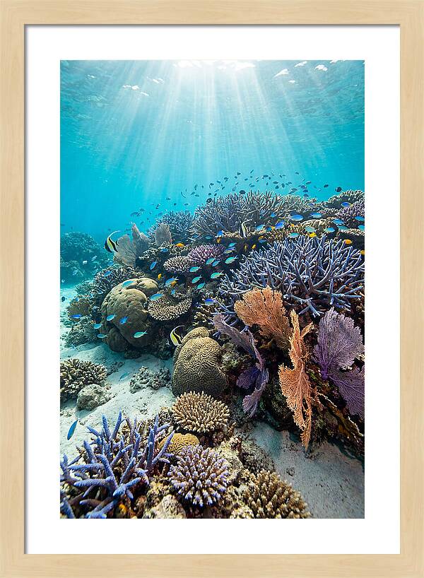 Fijian Coral Reef Serenity