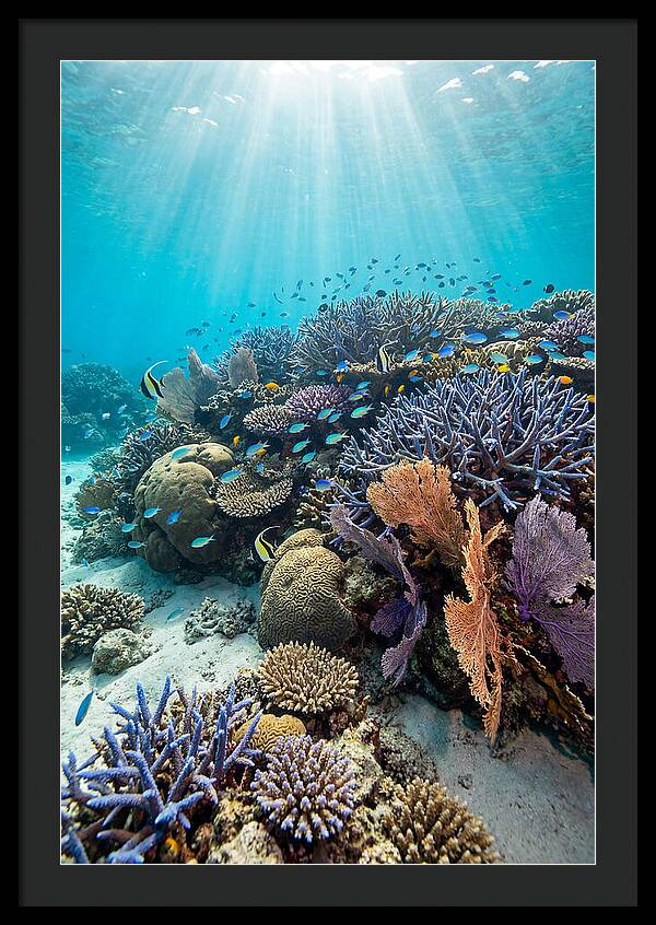 Fijian Coral Reef Serenity