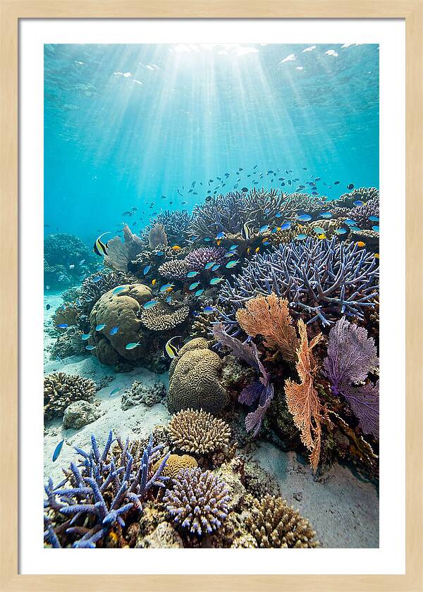 Fijian Coral Reef Serenity
