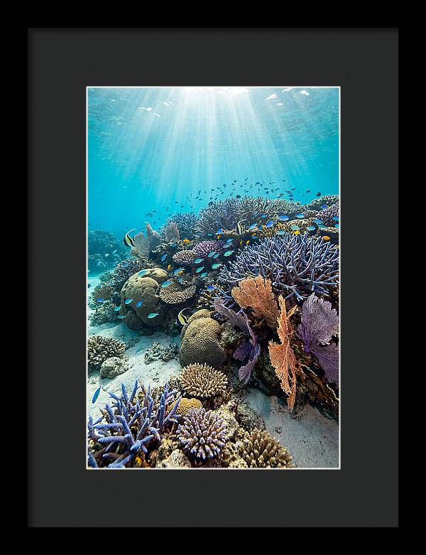 Fijian Coral Reef Serenity