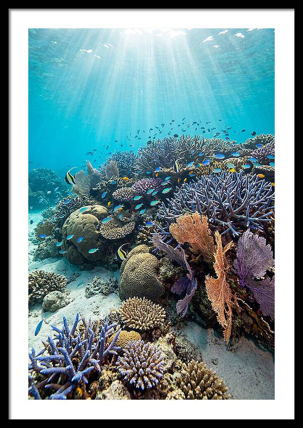 Fijian Coral Reef Serenity