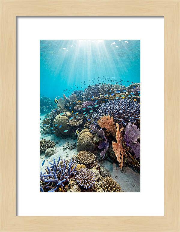 Fijian Coral Reef Serenity