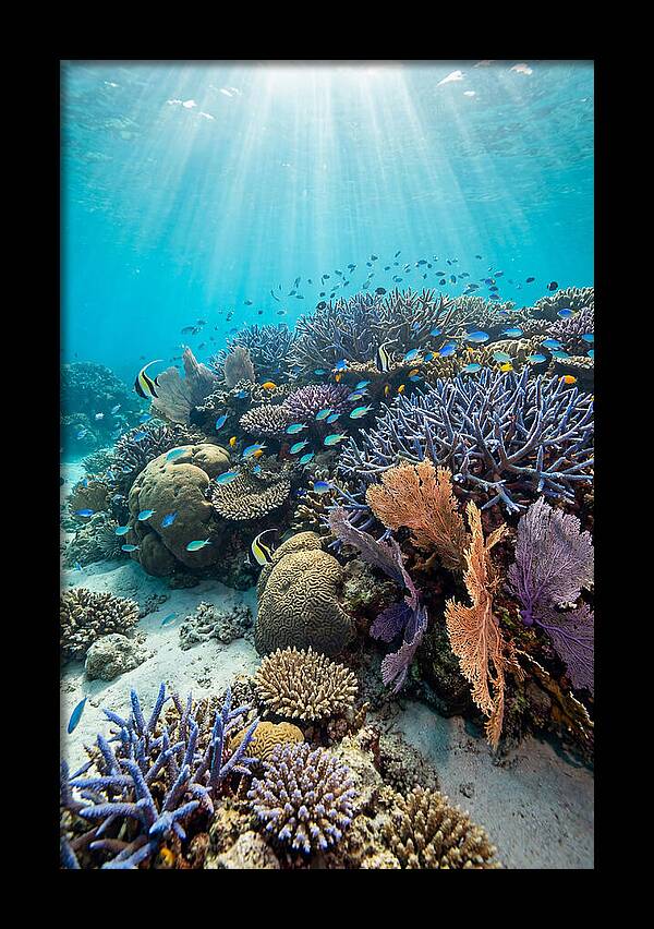 Fijian Coral Reef Serenity