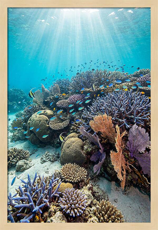 Fijian Coral Reef Serenity