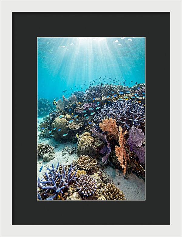 Fijian Coral Reef Serenity