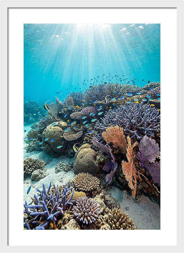 Fijian Coral Reef Serenity