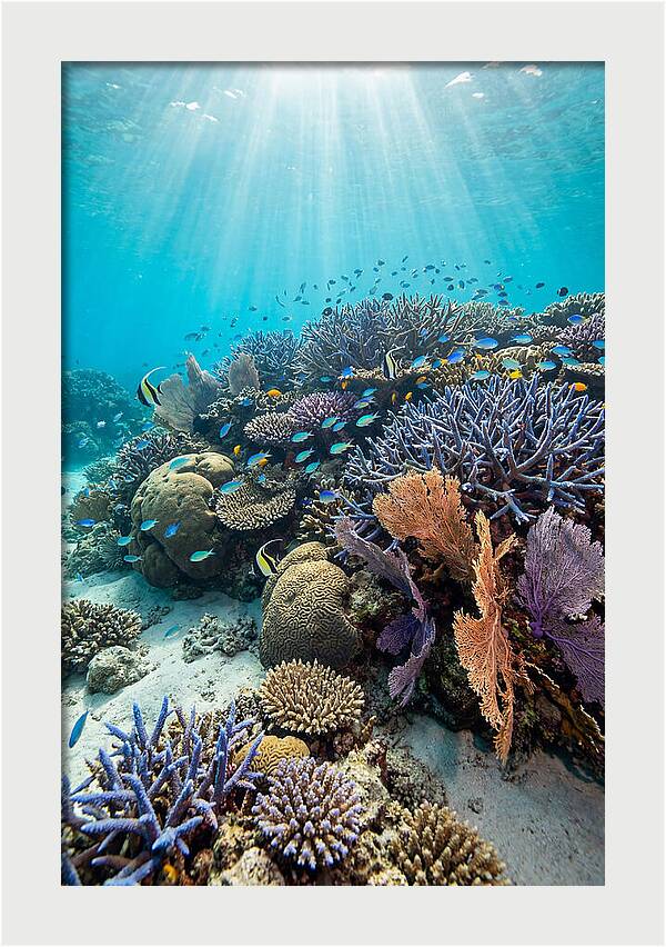 Fijian Coral Reef Serenity