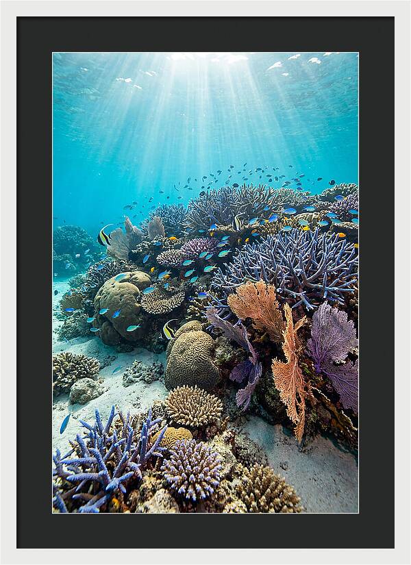 Fijian Coral Reef Serenity