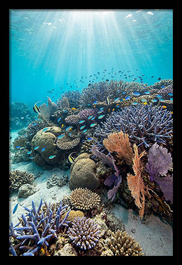 Fijian Coral Reef Serenity