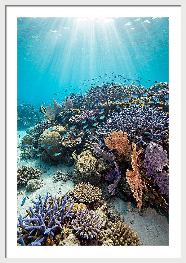 Fijian Coral Reef Serenity