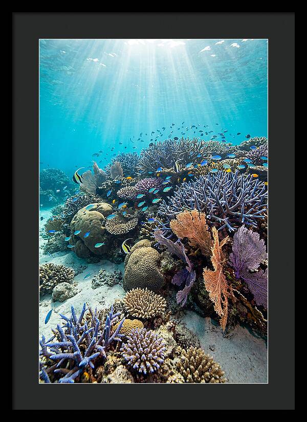 Fijian Coral Reef Serenity