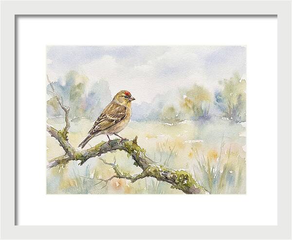 Finch Perched On A Branch