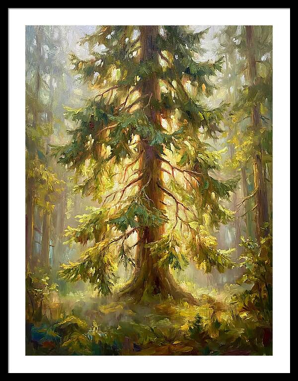 Fir Tree In Forest