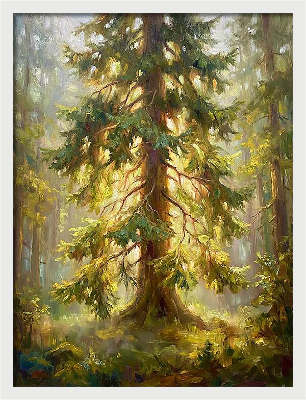 Fir Tree In Forest