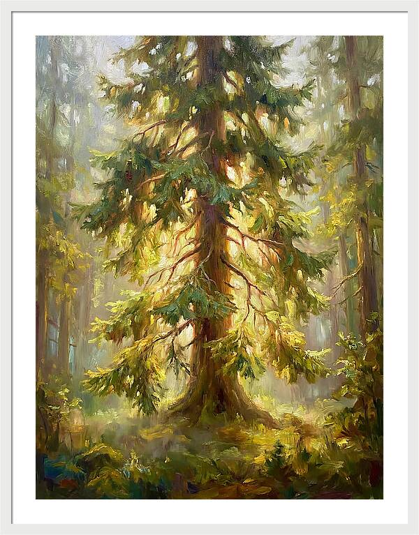 Fir Tree In Forest