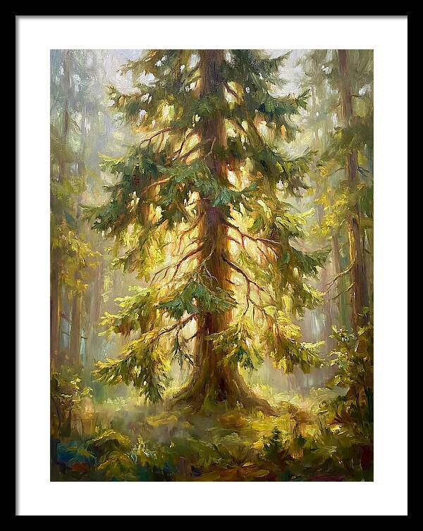Fir Tree In Forest