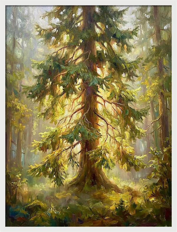 Fir Tree In Forest