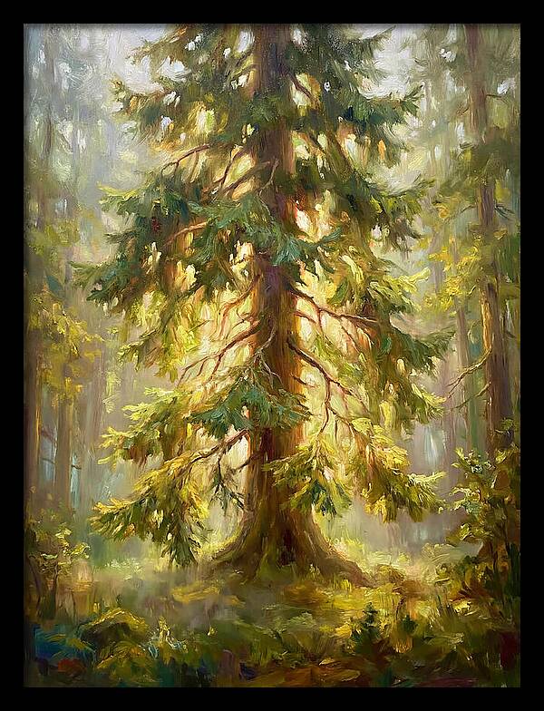 Fir Tree In Forest