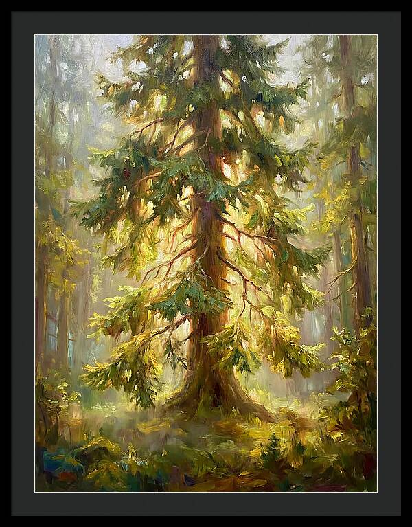 Fir Tree In Forest