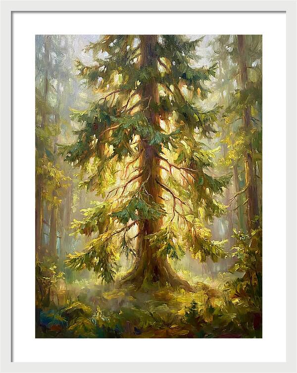 Fir Tree In Forest