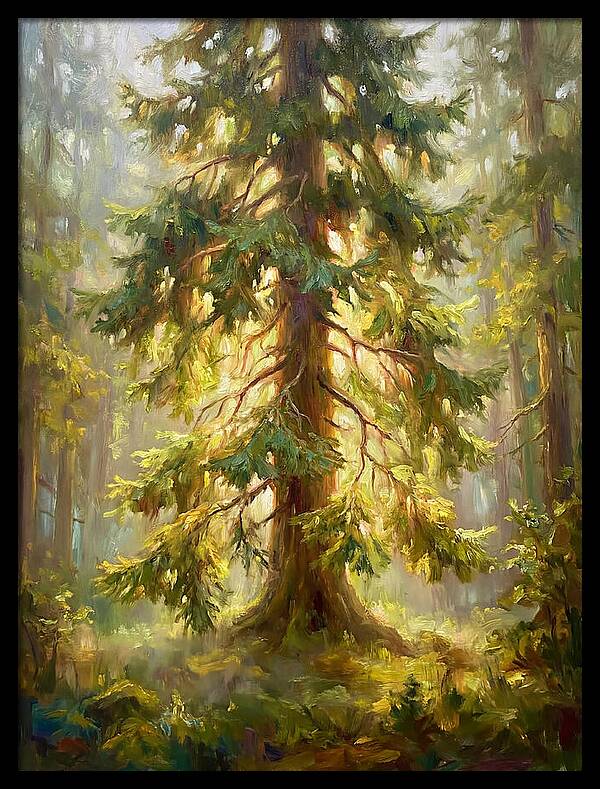 Fir Tree In Forest