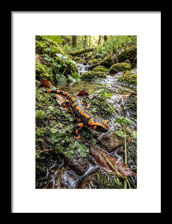 Fire Salamander By The Stream