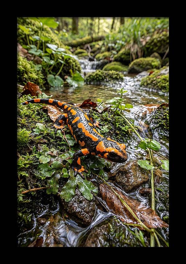Fire Salamander By The Stream