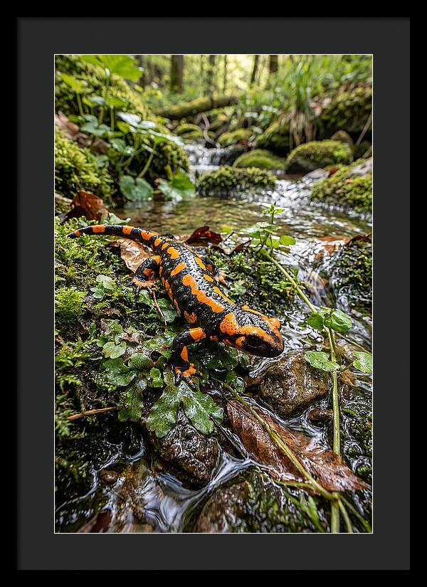 Fire Salamander By The Stream