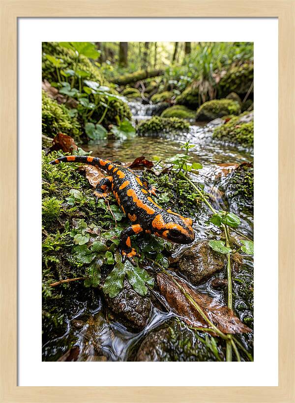 Fire Salamander By The Stream