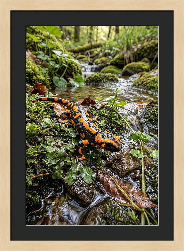Fire Salamander By The Stream