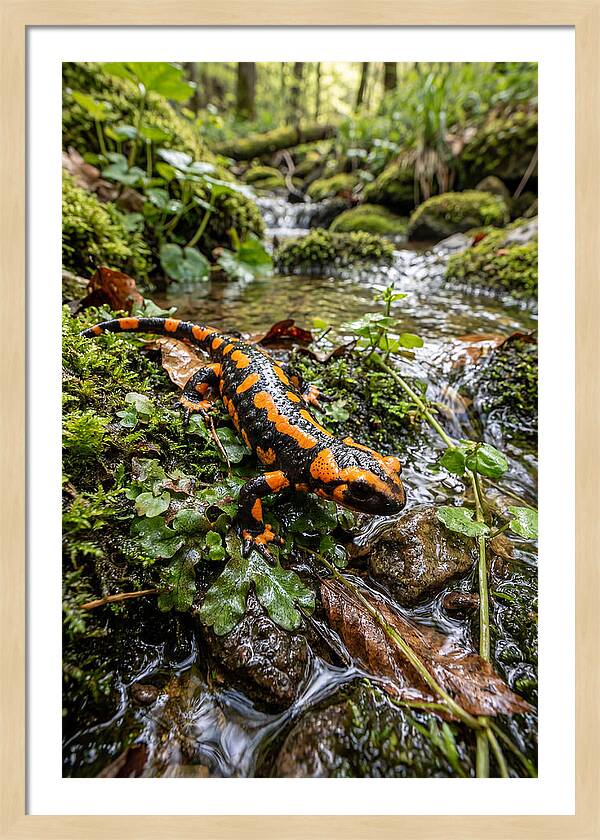 Fire Salamander By The Stream