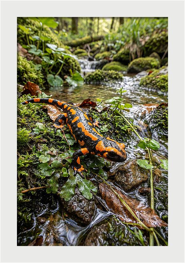 Fire Salamander By The Stream