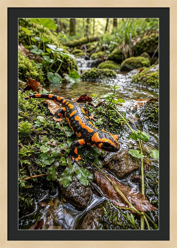 Fire Salamander By The Stream