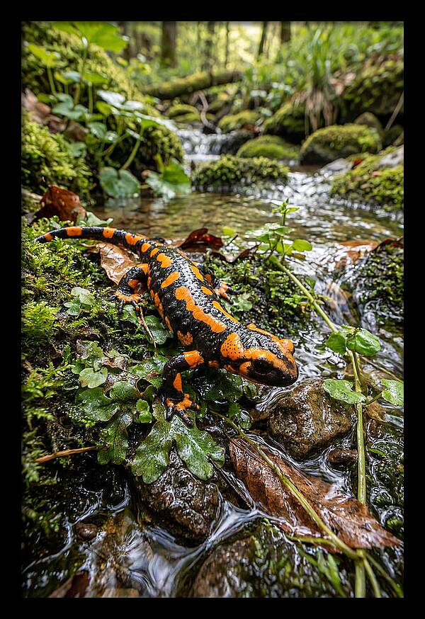 Fire Salamander By The Stream