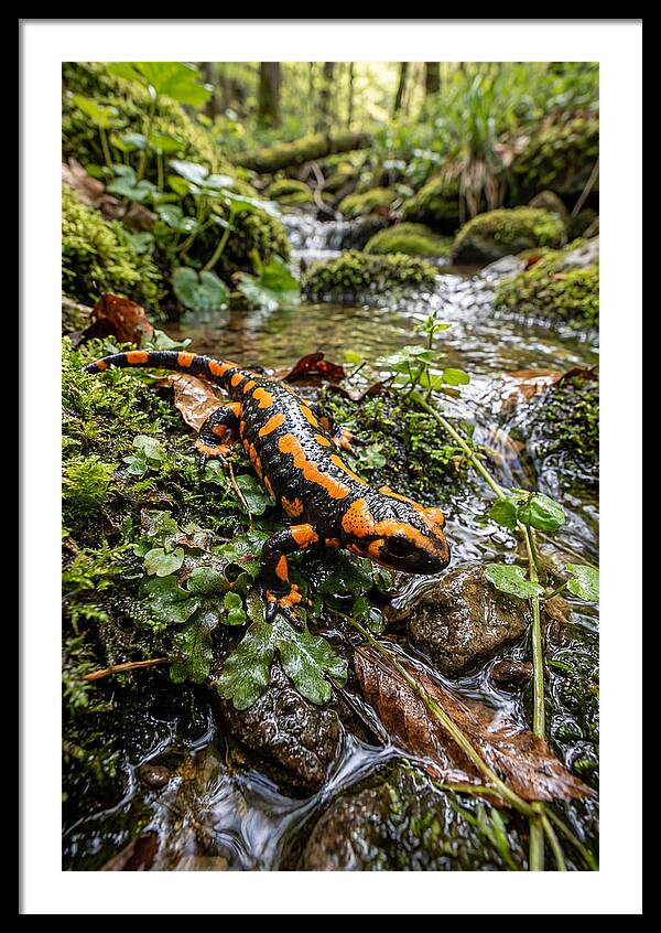 Fire Salamander By The Stream