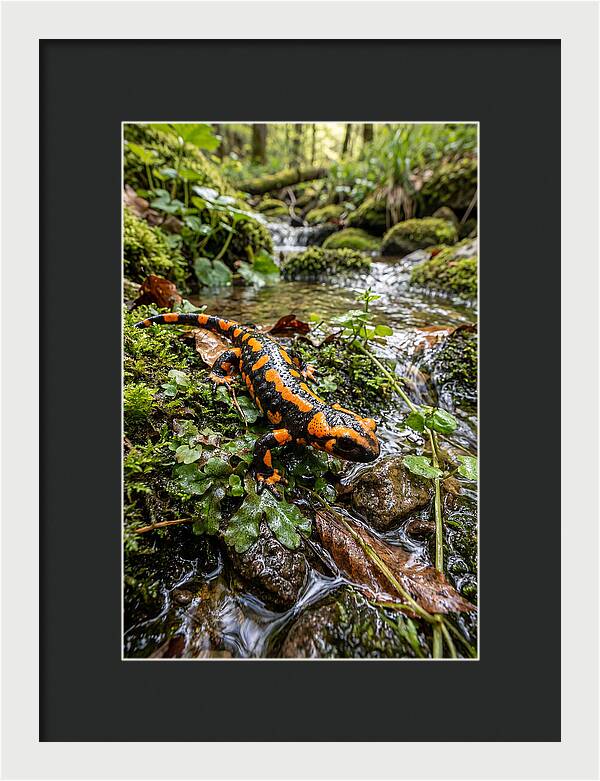 Fire Salamander By The Stream